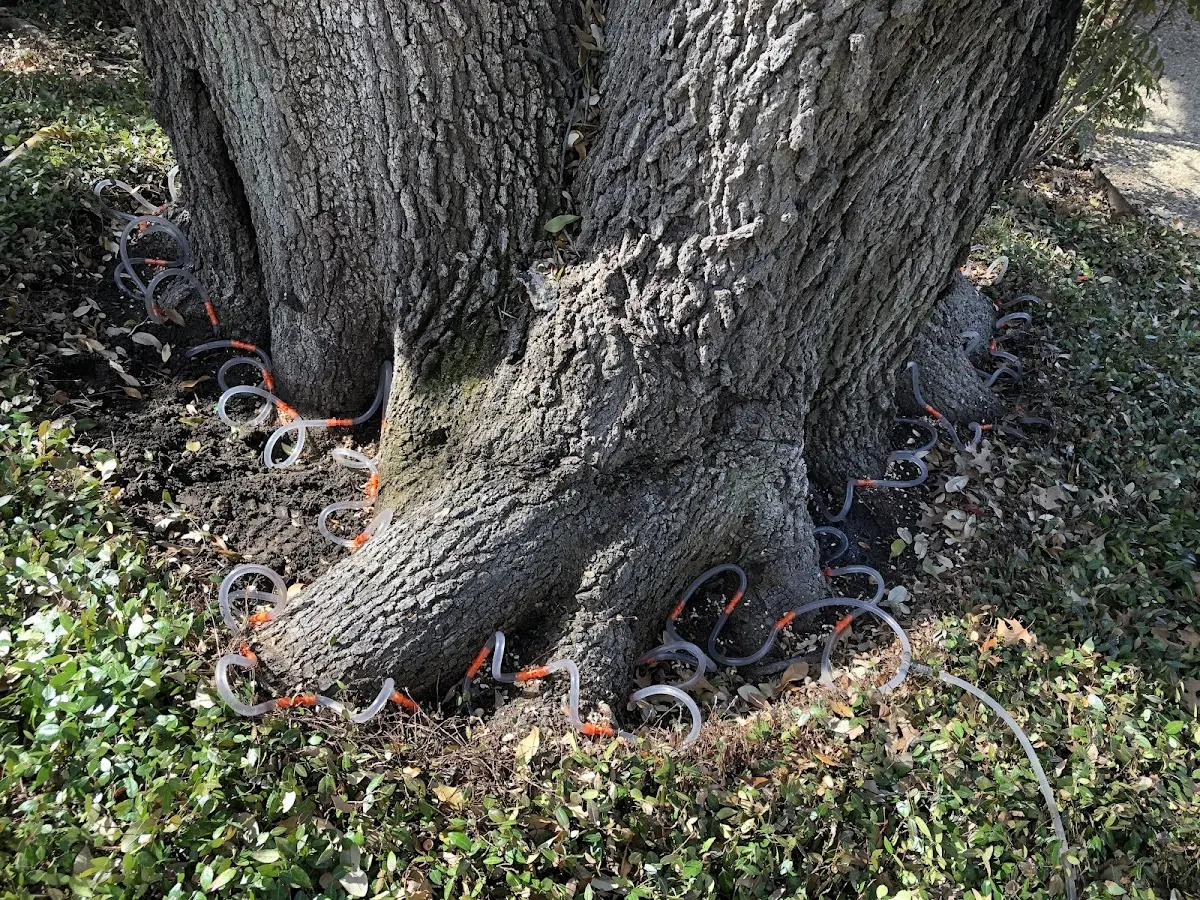 Detailed Tree Cabling and Bracing job site in Mcallen