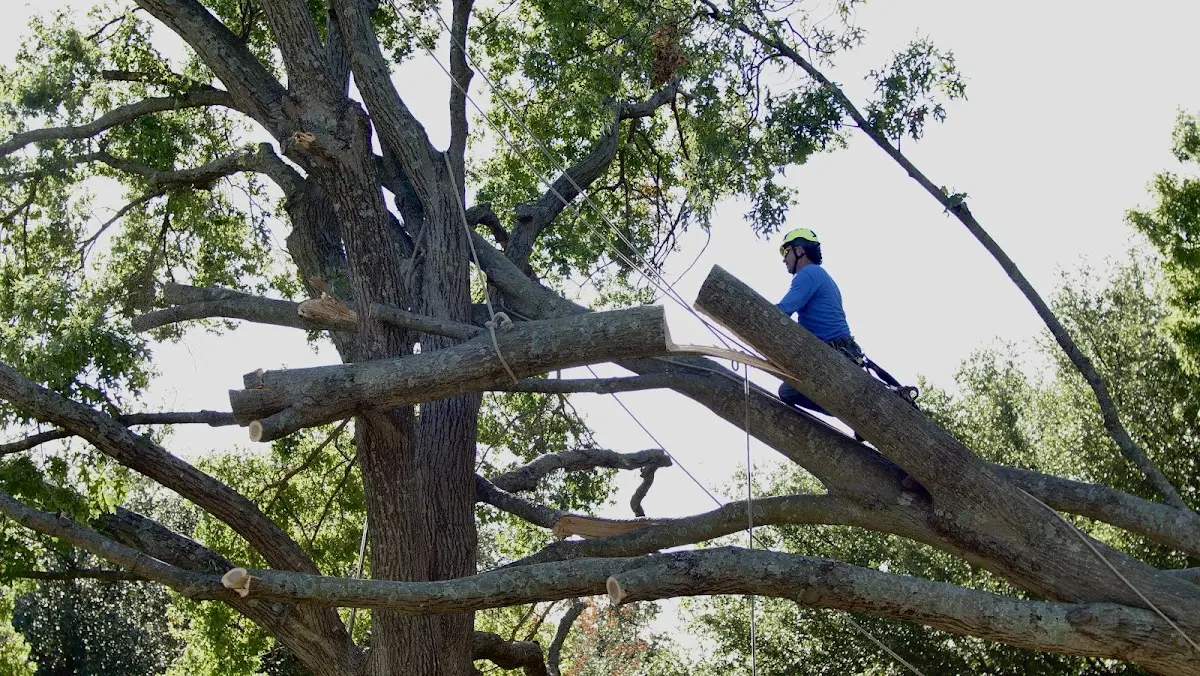 Professional Hazardous Tree Removal performed by certified arborists in Mcallen