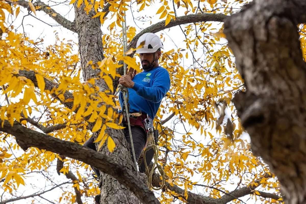 Skilled Storm Damage Cleanup crew working in Mcallen